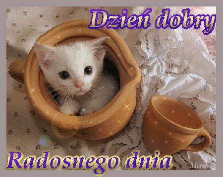 Kotek w dzbanku na dzień dobry